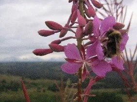 Bumblebee on Fireweed Alaska by Clifton Thomas Holmquist